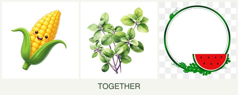 Can you plant corn, oregano and watermelons together?