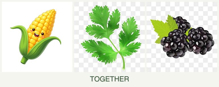 Can you plant corn, parsley and blackberries together?