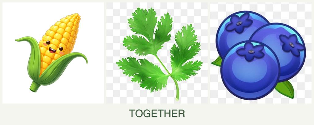 Can you plant corn, parsley and blueberries together?