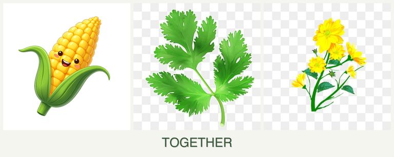 Can you plant corn, parsley and calendula together?