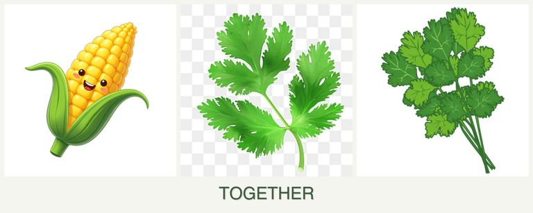 Can you plant corn, parsley and cilantro together?