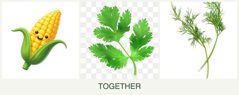 Can you plant corn, parsley and dill together?