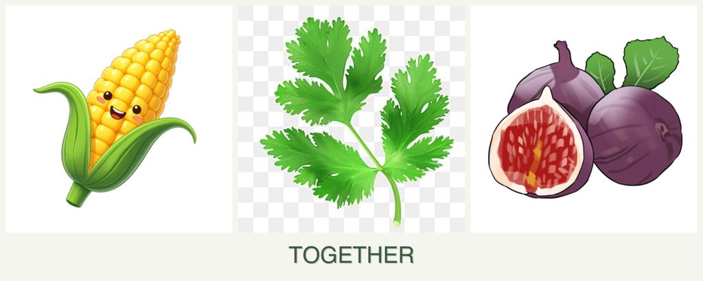 Can you plant corn, parsley and figs together?
