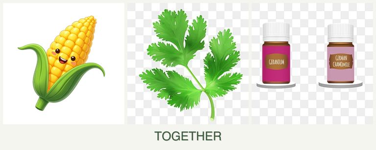 Can you plant corn, parsley and geraniums together?