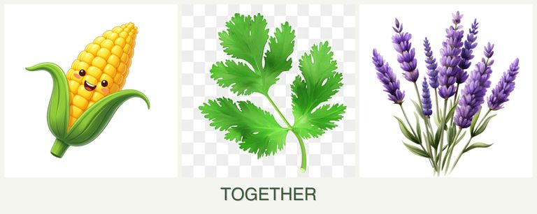Can you plant corn, parsley and lavender together?