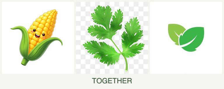 Can you plant corn, parsley and mint together?