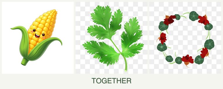 Can you plant corn, parsley and nasturtiums together?