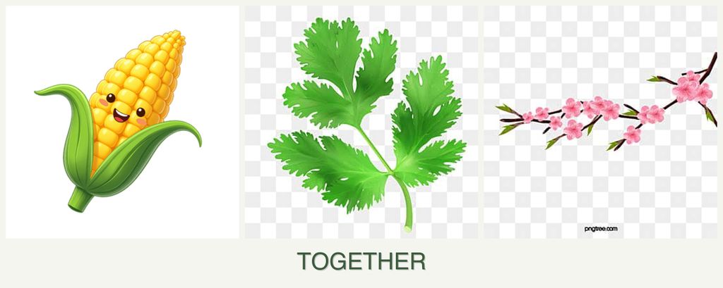 Can you plant corn, parsley and peaches together?