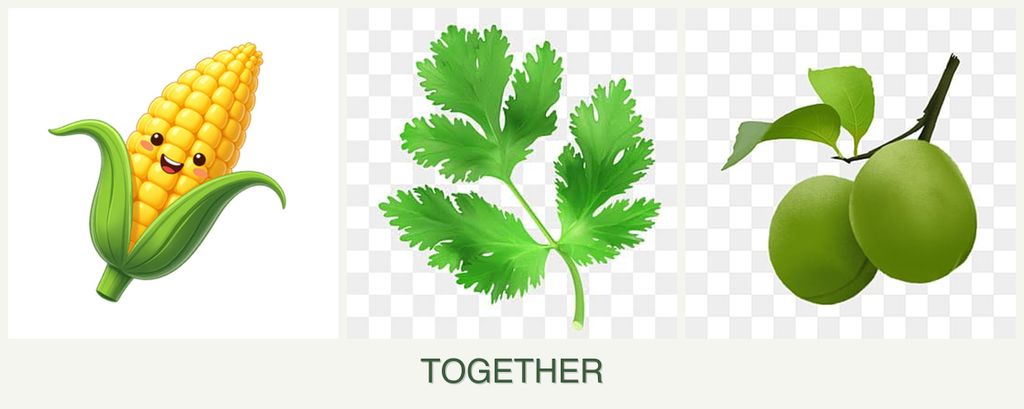 Can you plant corn, parsley and plums together?