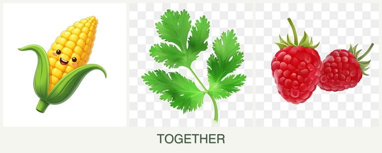 Can you plant corn, parsley and raspberries together?