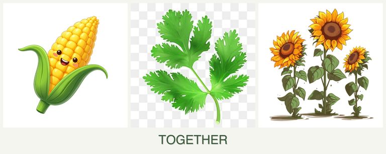 Can you plant corn, parsley and sunflowers together?