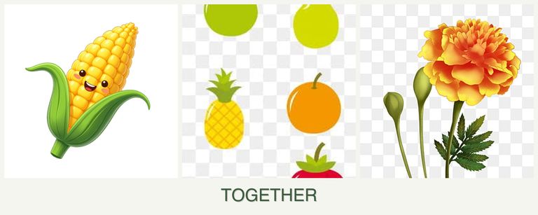 Can you plant corn, pears and marigolds together?
