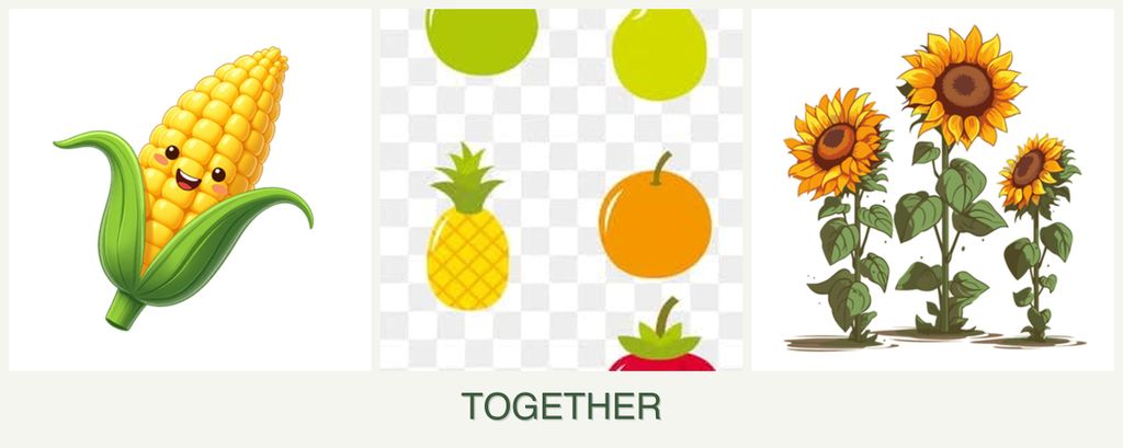 Can you plant corn, pears and sunflowers together?