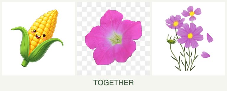 Can you plant corn, petunias and cosmos together?