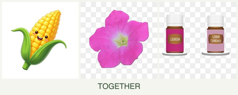 Can you plant corn, petunias and geraniums together?