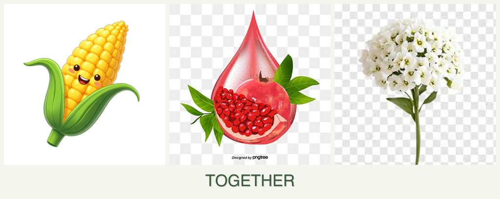 Can you plant corn, pomegranates and alyssum together?