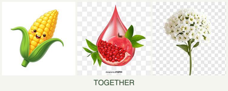 Can you plant corn, pomegranates and alyssum together?