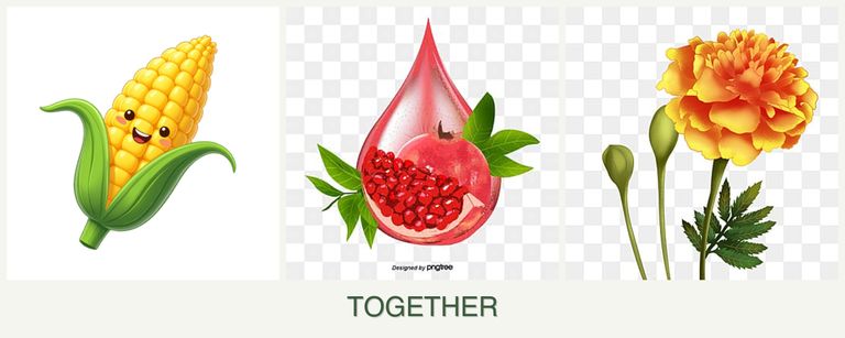 Can you plant corn, pomegranates and marigolds together?