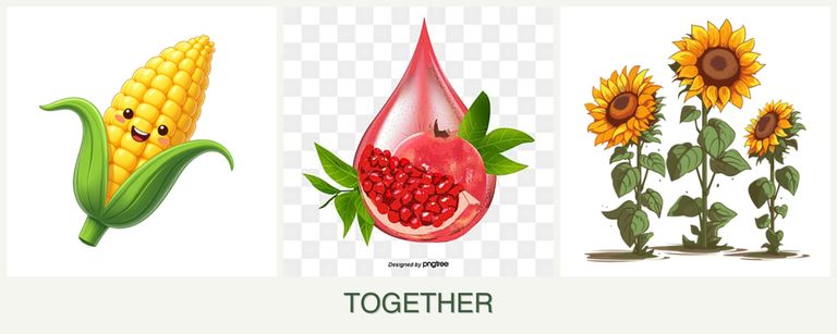Can you plant corn, pomegranates and sunflowers together?