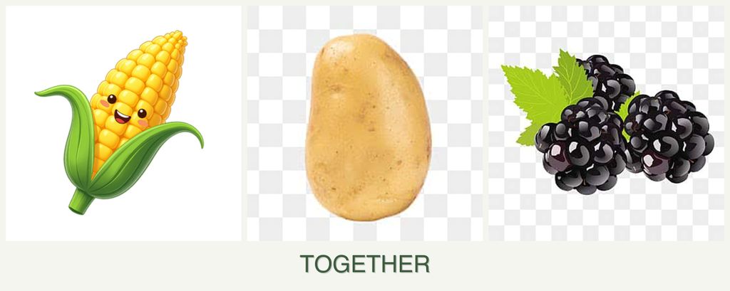 Can you plant corn, potatoes and blackberries together?