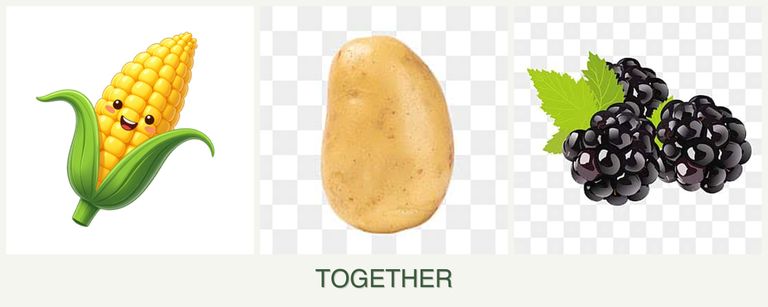 Can you plant corn, potatoes and blackberries together?