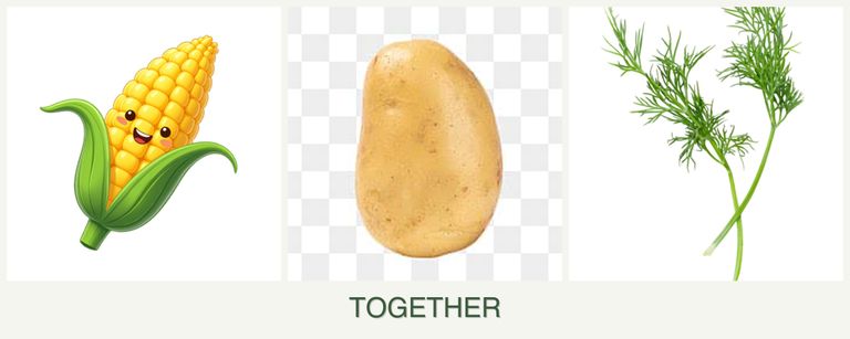Can you plant corn, potatoes and dill together?
