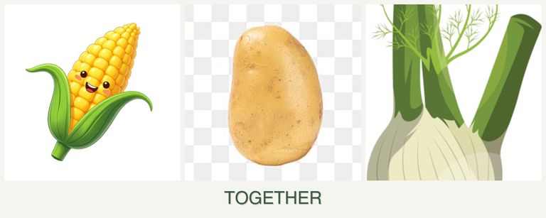 Can you plant corn, potatoes and fennel together?