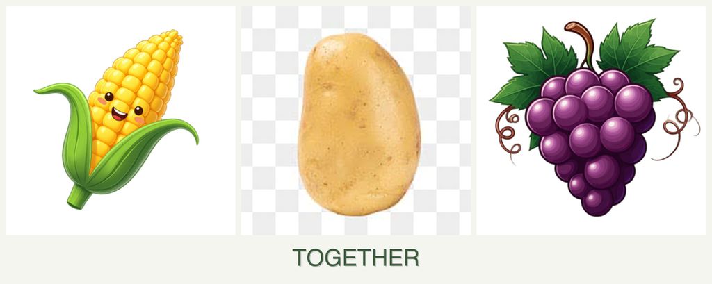 Can you plant corn, potatoes and grapes together?