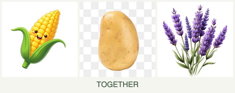 Can you plant corn, potatoes and lavender together?