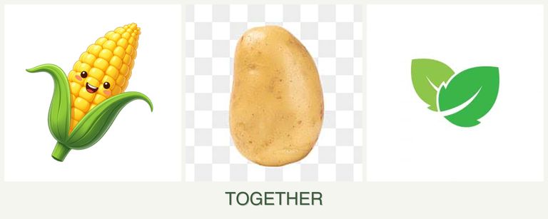 Can you plant corn, potatoes and mint together?