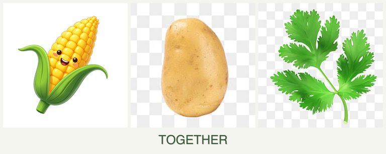 Can you plant corn, potatoes and parsley together?