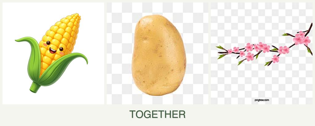 Can you plant corn, potatoes and peaches together?