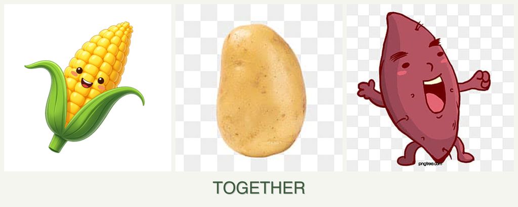 Can you plant corn, potatoes and sweet potatoes together?