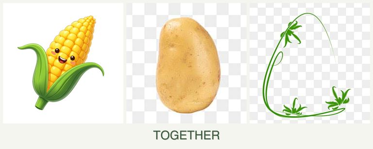 Can you plant corn, potatoes and tarragon together?