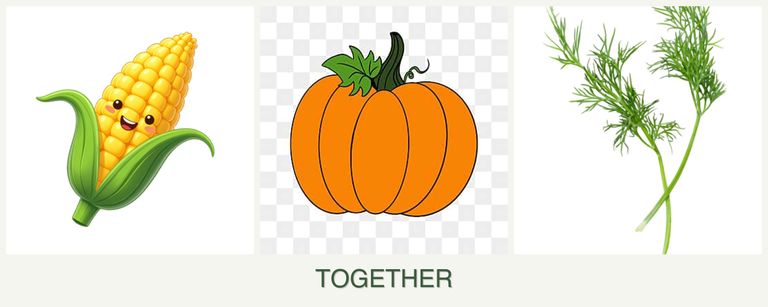Can you plant corn, pumpkin and dill together?