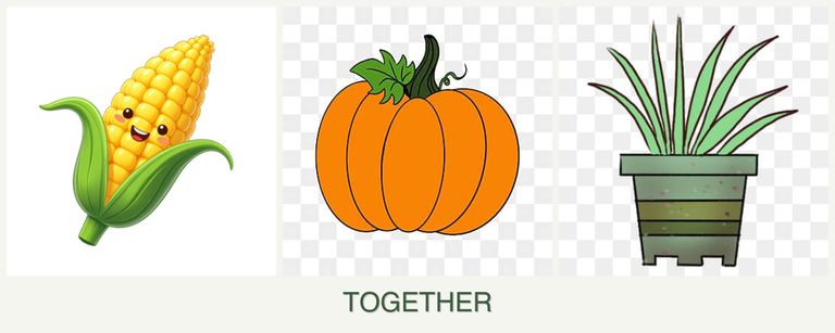 Can you plant corn, pumpkin and lemongrass together?