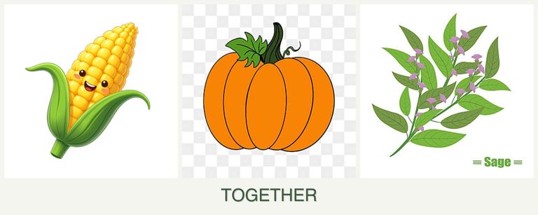 Can you plant corn, pumpkin and sage together?