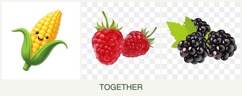 Can you plant corn, raspberries and blackberries together?