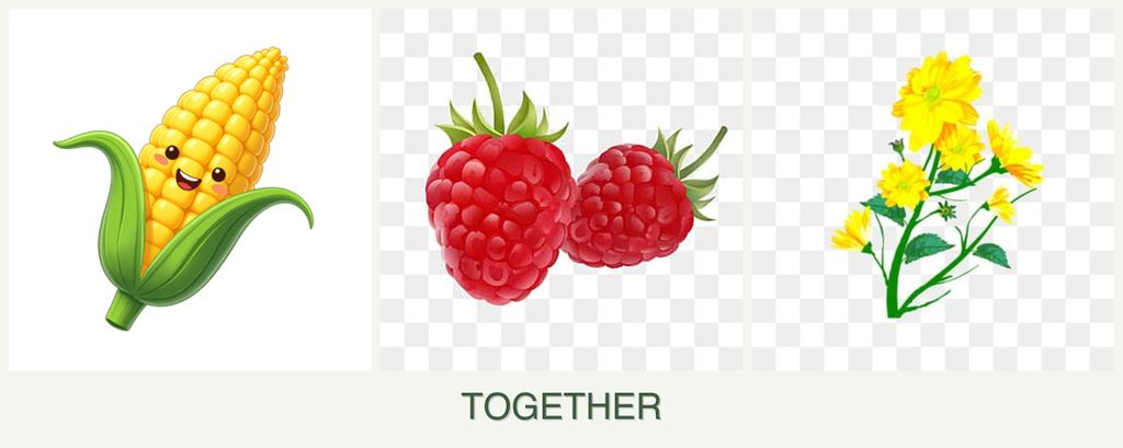 Can you plant corn, raspberries and calendula together?