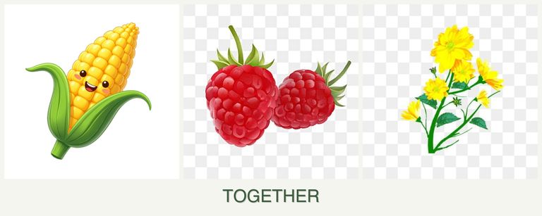 Can you plant corn, raspberries and calendula together?