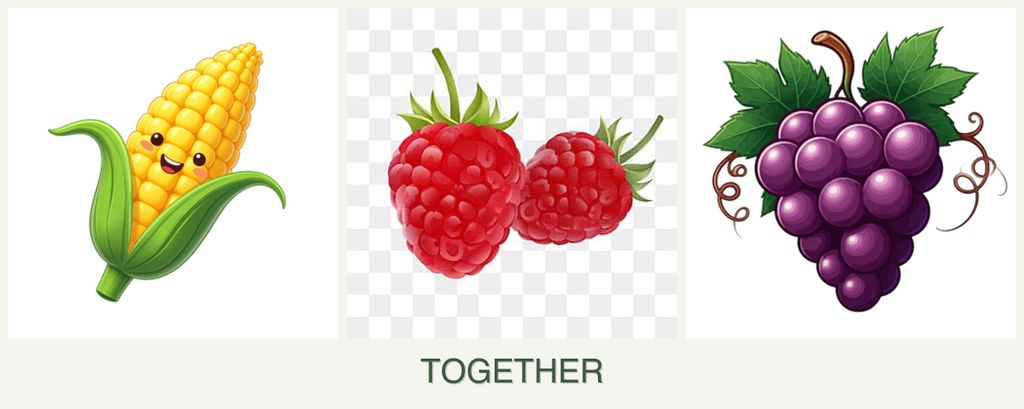 Can you plant corn, raspberries and grapes together?