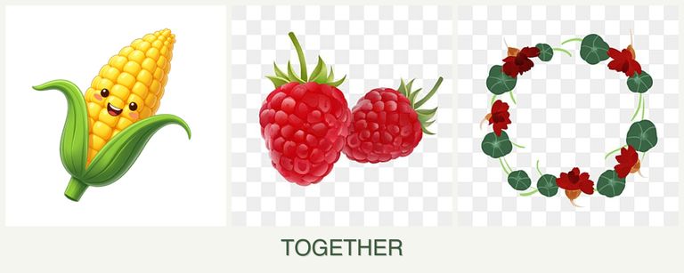 Can you plant corn, raspberries and nasturtiums together?