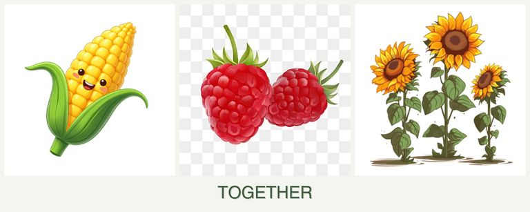 Can you plant corn, raspberries and sunflowers together?