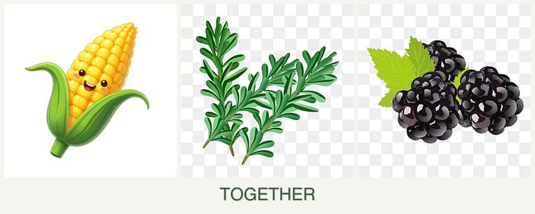Can you plant corn, rosemary and blackberries together?