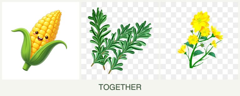 Can you plant corn, rosemary and calendula together?