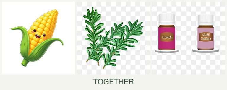 Can you plant corn, rosemary and geraniums together?