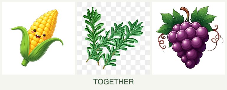 Can you plant corn, rosemary and grapes together?