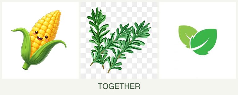 Can you plant corn, rosemary and mint together?