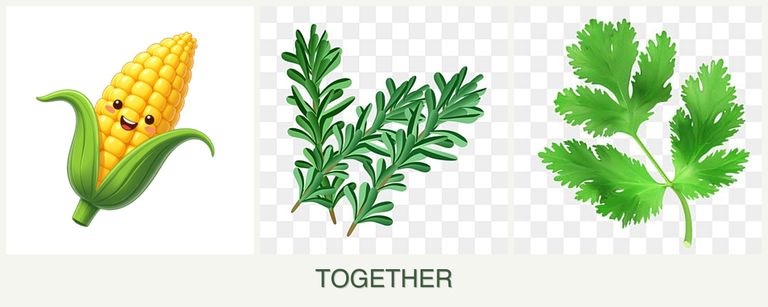 Can you plant corn, rosemary and parsley together?