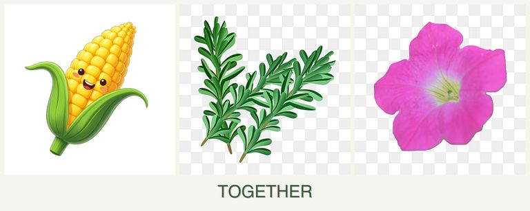 Can you plant corn, rosemary and petunias together?